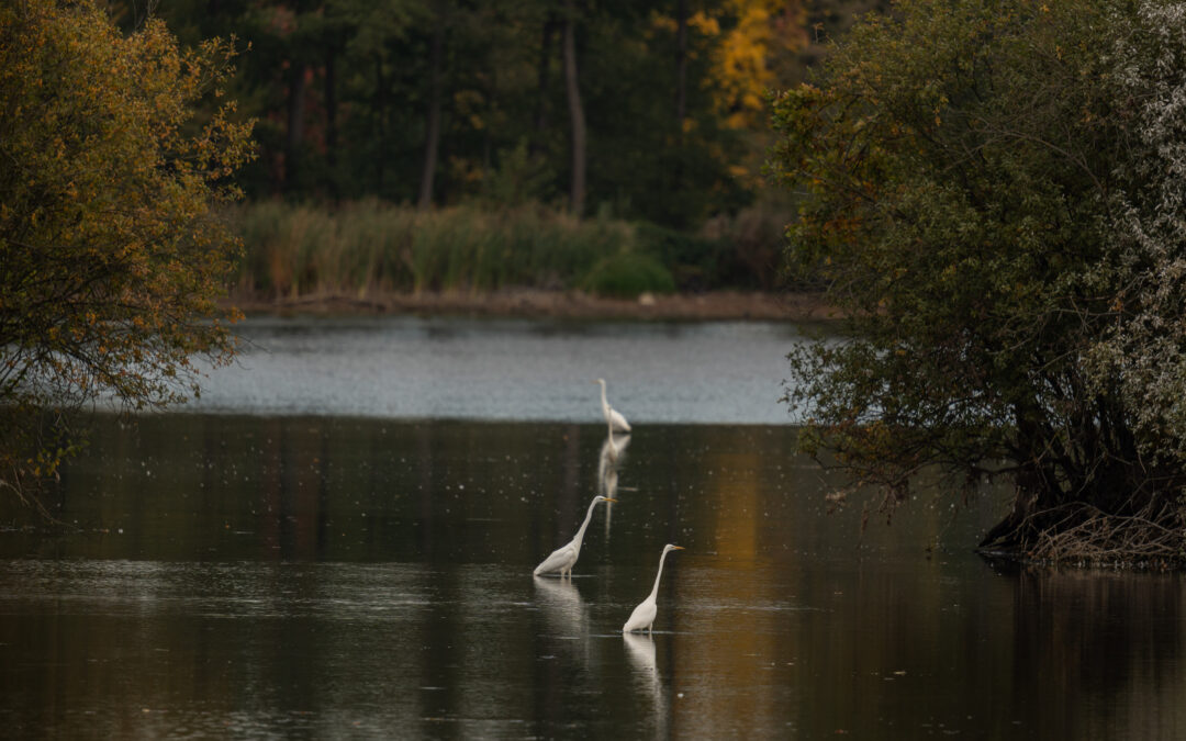 Herbst Wind Teich