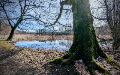 Teichlandschaft taut auf